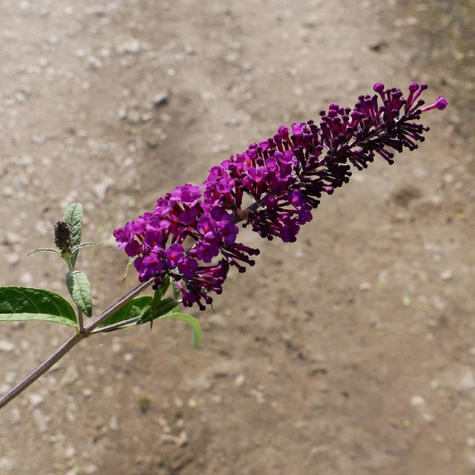 Budleja Dawida Ille de France (C2)