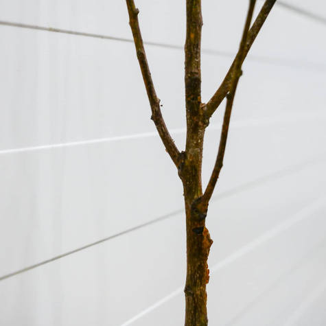 Morela Orange Red Plant Pack