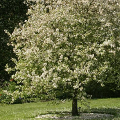 Śliwa Empres Plant Pack