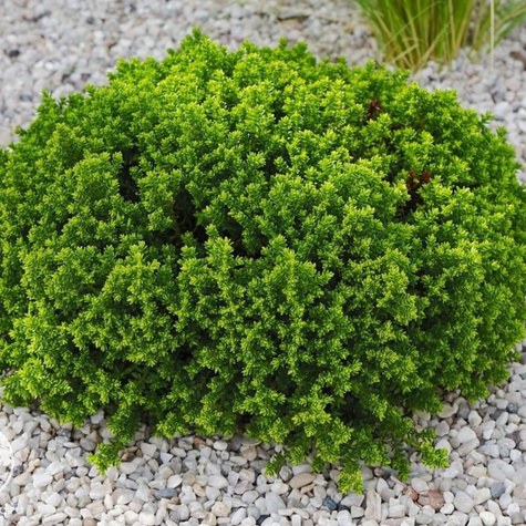 Hebe Green Globe (C2)