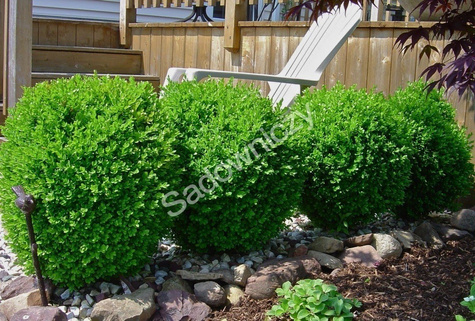 Bukszpan wieczniezielony DUŻA KULA