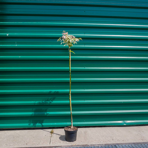 Klon jesionolistny Flamingo szczepiony na pniu