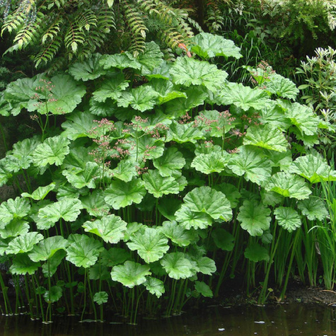 Tarczownia Tarczownica Tarczowata (C2)