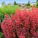 Berberys thunberga Orange Rocket (P9)
