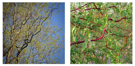 Wierzba babilońska Ural (C2)