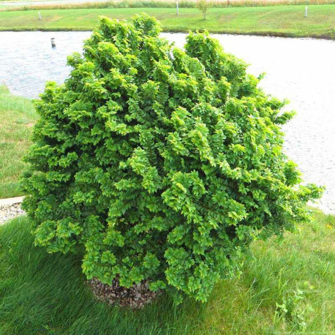 Wiąz polny karłowy Jacqueline Hillier (C2)