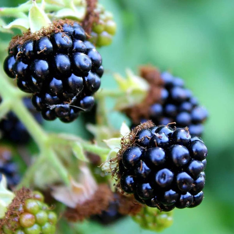 Jeżyna wielkoowocowa Prime Ark powtarzająca w doniczce