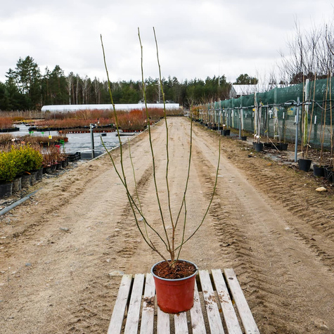 Magnolia purpurowa Nigra (C2)