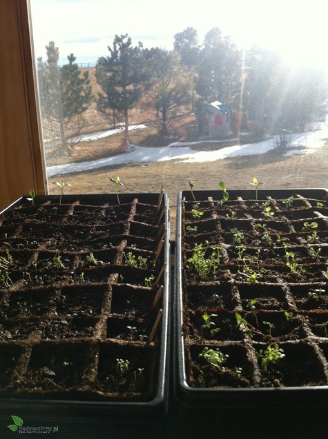 Miniszklarenka Plentiplant z 48 doniczkami