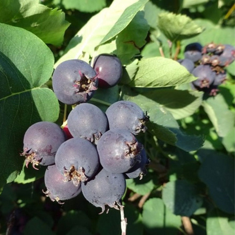 Świdośliwa olcholistna Thiessen