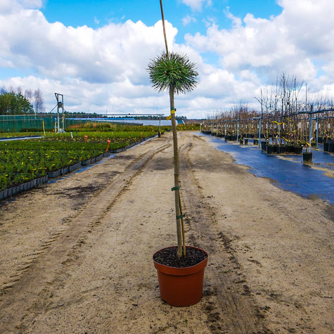 Sosna hakowata Titus szczepiona na pniu Pa60cm