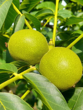 Orzech Włoski Fernor Szczepiony Plant Pack 