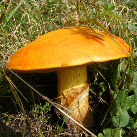 Grzybnia Maślak Maślarz Mix odmian 120ml