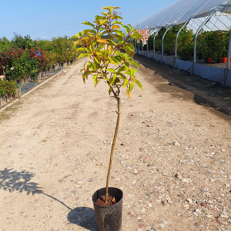 Hortensja Bee Happy szczepiona na pniu