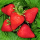 Truskawka ELEGANCE bardzo smaczne owoce sadzonki truskawek Frigo 10 szt