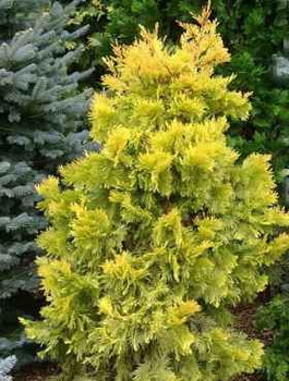 Żywotnik olbrzymi 'Irish Gold'