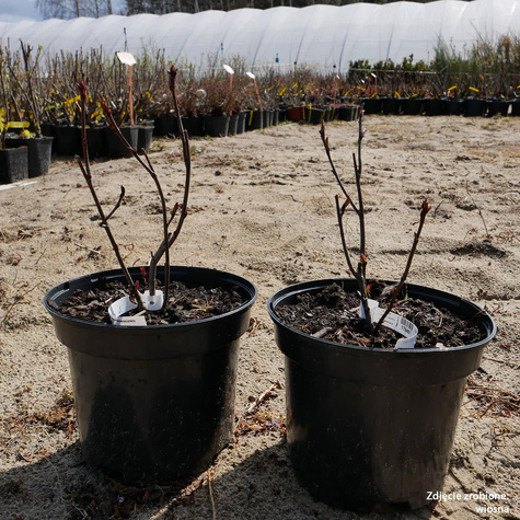 Aronia czarnoowocowa Amit w doniczce