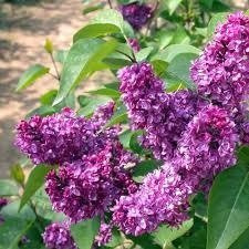 Lilak pospolity Bez Charles Joly (C20)