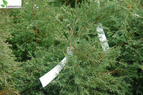 Żywotnik zachodni Tuja Thuja Ericoides puchacz