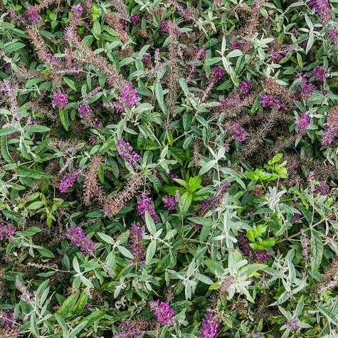 Budleja Dawida Summer Bird Magenta karłowa (C2)