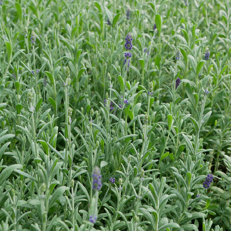 Lawenda wąskolistna Mix Blue and white Scent Early (C2)