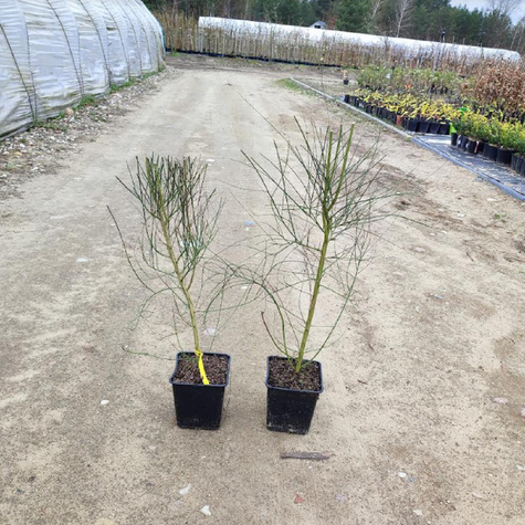 Szczodrzeniec Żarnowiec Miotlasty Kwarc (C2)