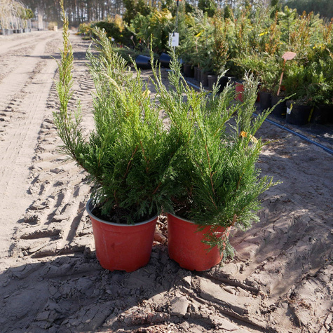 Jałowiec sabiński Glauca