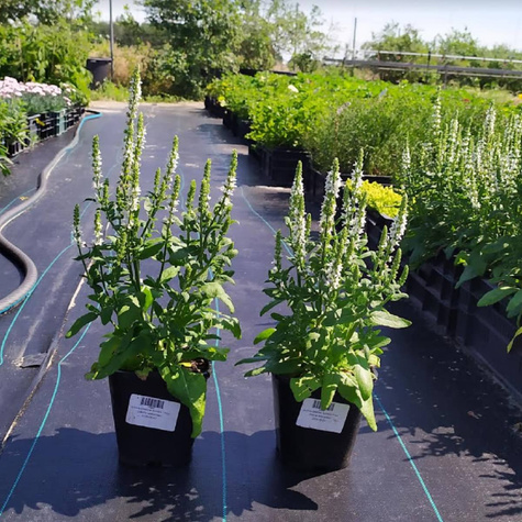 Szałwia omszona Synchro White (C2)