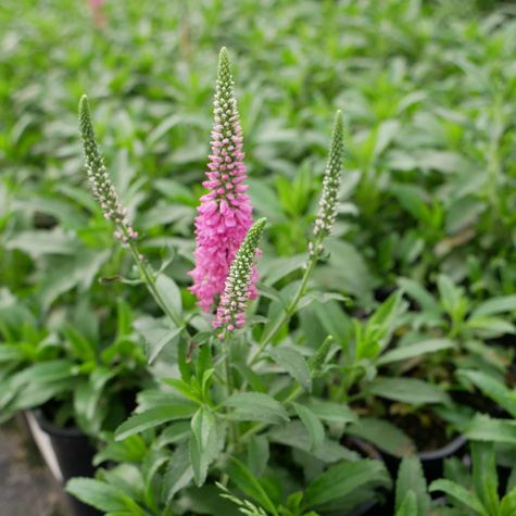 Przetacznik kłosowy Rosa Zwerg (C2)