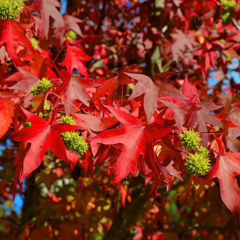 Ambrowiec balsamiczny Ambrowiec amerykański Styraks amerykański (C2)