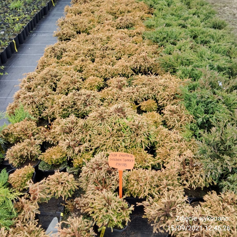 Thuja Tuja Żywotnik zachodni Golden Tuffet (C2)