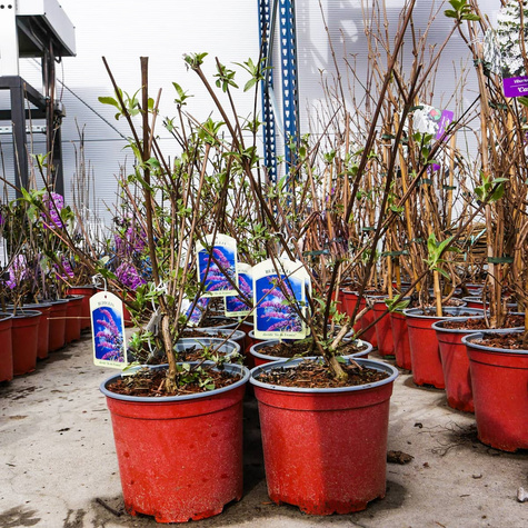 Budleja Dawida Ille de France (C2)