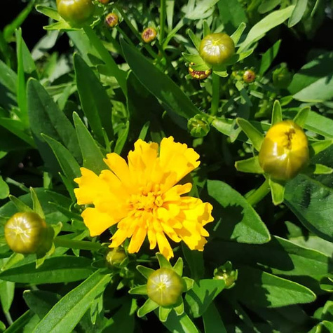Nachyłek wielkokwiatowy Solanna Golden Sphere