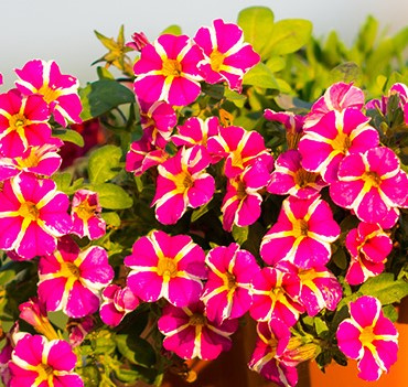 Calibrachoa Mini Surfinia Calita Compact Pink Star różowo-żółta NOWOŚĆ