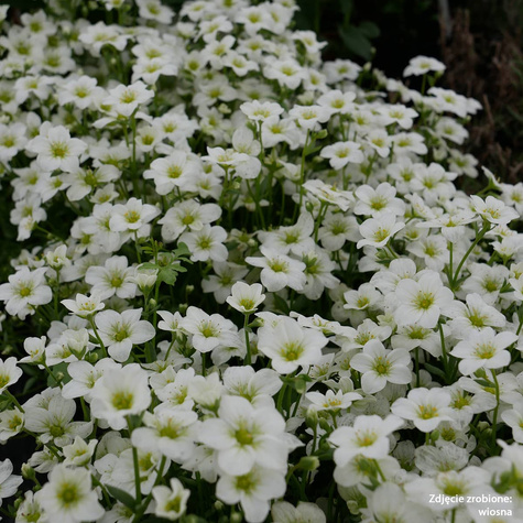 Skalnica Andersa biała (C2)