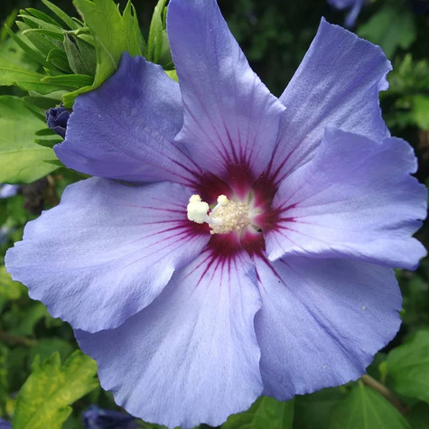 Ketmia syryjska Hibiskus Oiseau Bleu