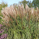 Miscanthus sinensis Miskant chiński 'Kupferberg'