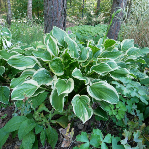 Funkia Hosta Francee (C2)