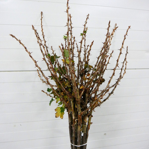 Agrest czerwony Niesłuchowski na pniu Plant Pack