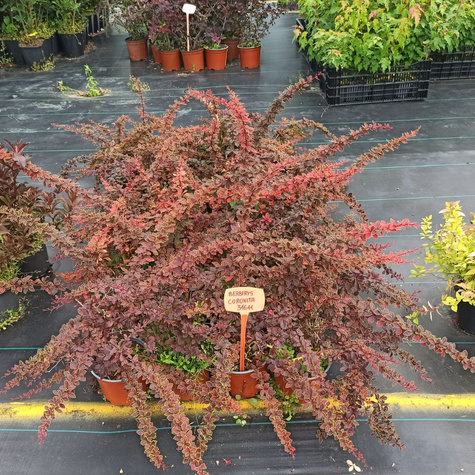 Berberys Thunberga Coronita (C2)