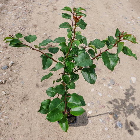 Grusza kaukaska Pyrus caucasica podkładka
