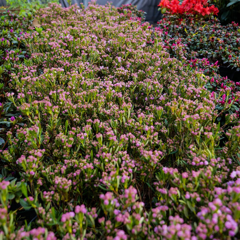 Kalmia angustifolia Rubra (C2)