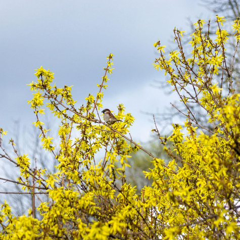 Forsycja pośrednia Goldzaubert (C2)