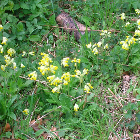 Pierwiosnek lekarski Pure Yellow (C2)