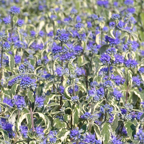 Barbula klandońska White Suprise (P9)