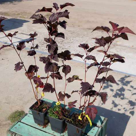 Pęcherznica kalinolistna Lady in Red (P9)