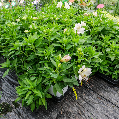 Alstremeria ogrodowa Times Valley (C2)