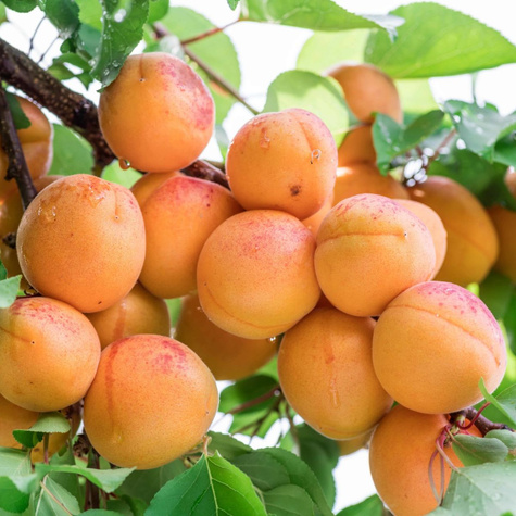 Morela Hargrand Plant Pack