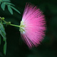 Kalliandra Dixie Pink (C2)