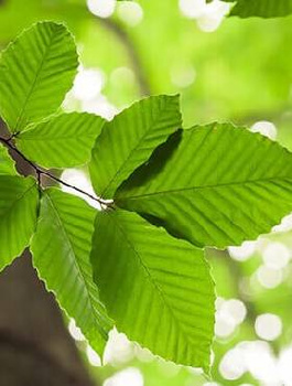 Zestaw Żywopłot Bukowy Naturalna Bariera 10 Metrowy Plant Pack